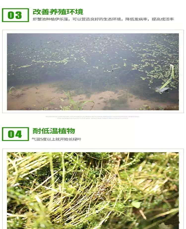 潜江小龙虾虾草图4